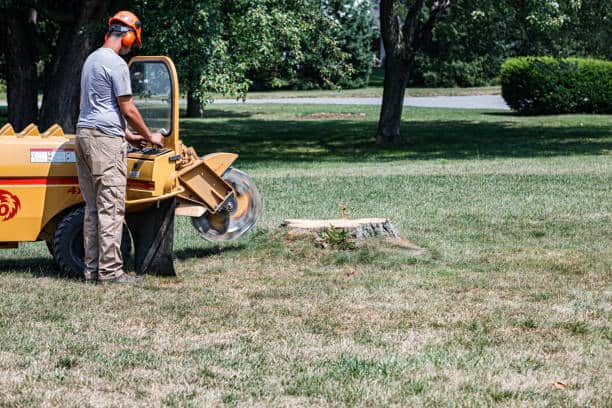 Debris cleanup after tree work
