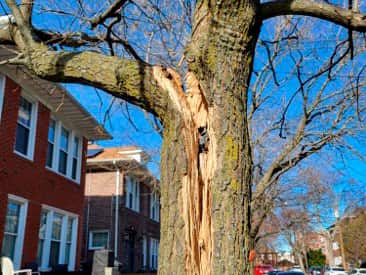 Emergency tree service Columbia SC