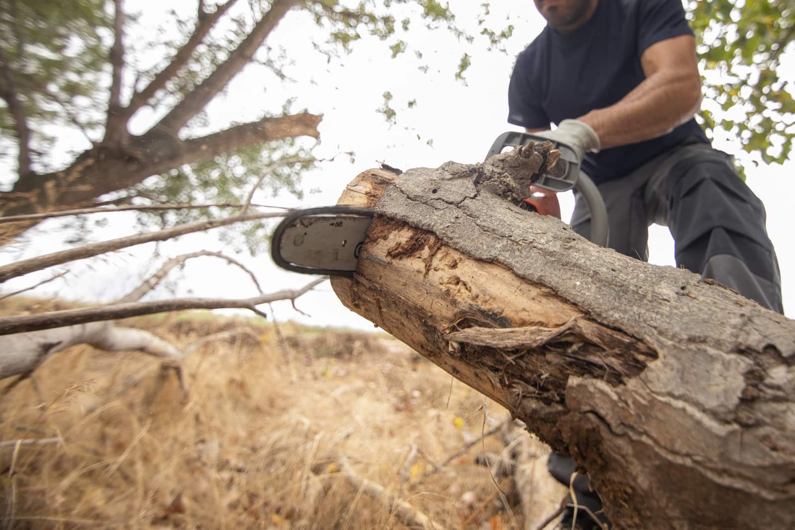 Tree removal Columbia SC